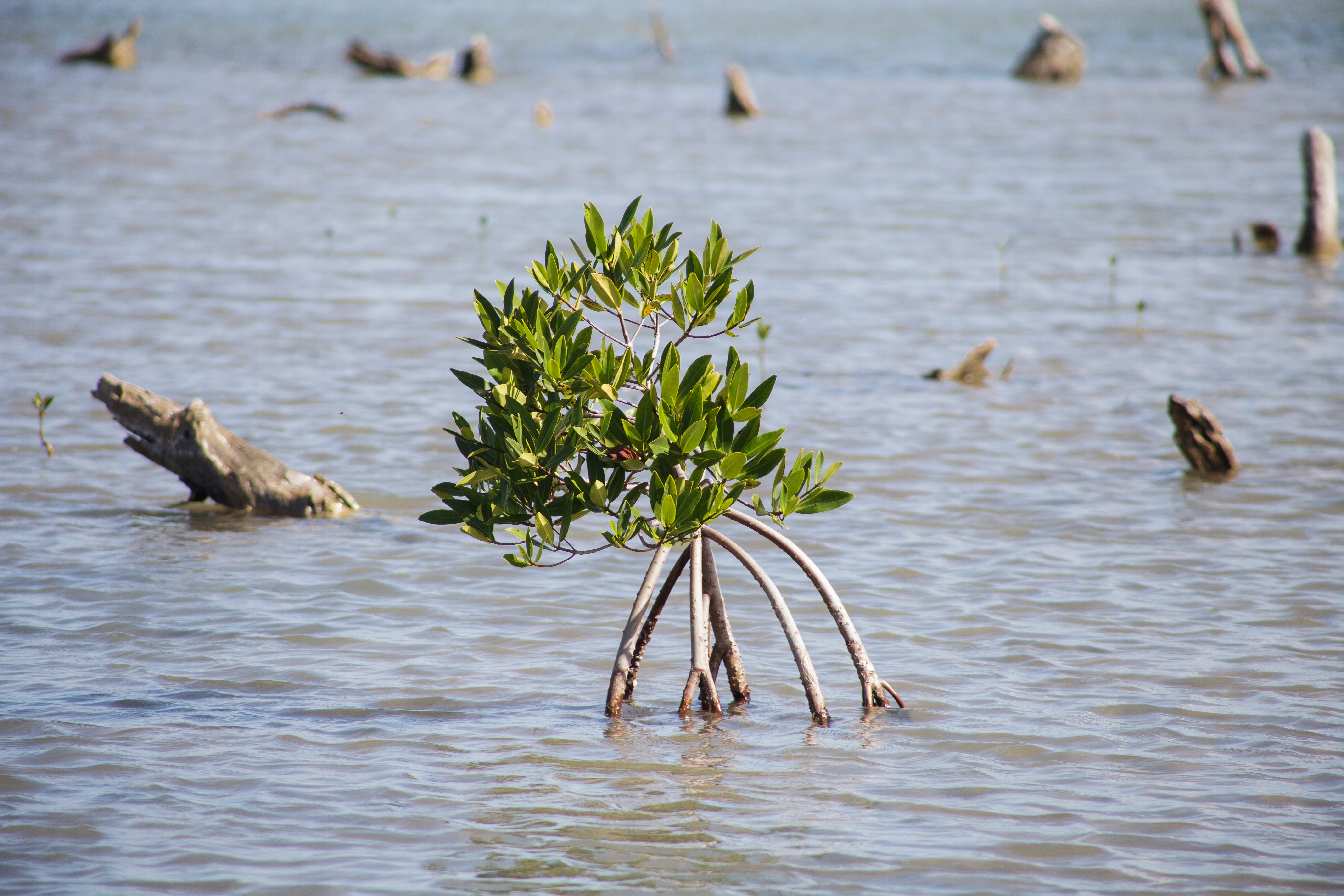 Mangrove Planting in Bahía Hondita
