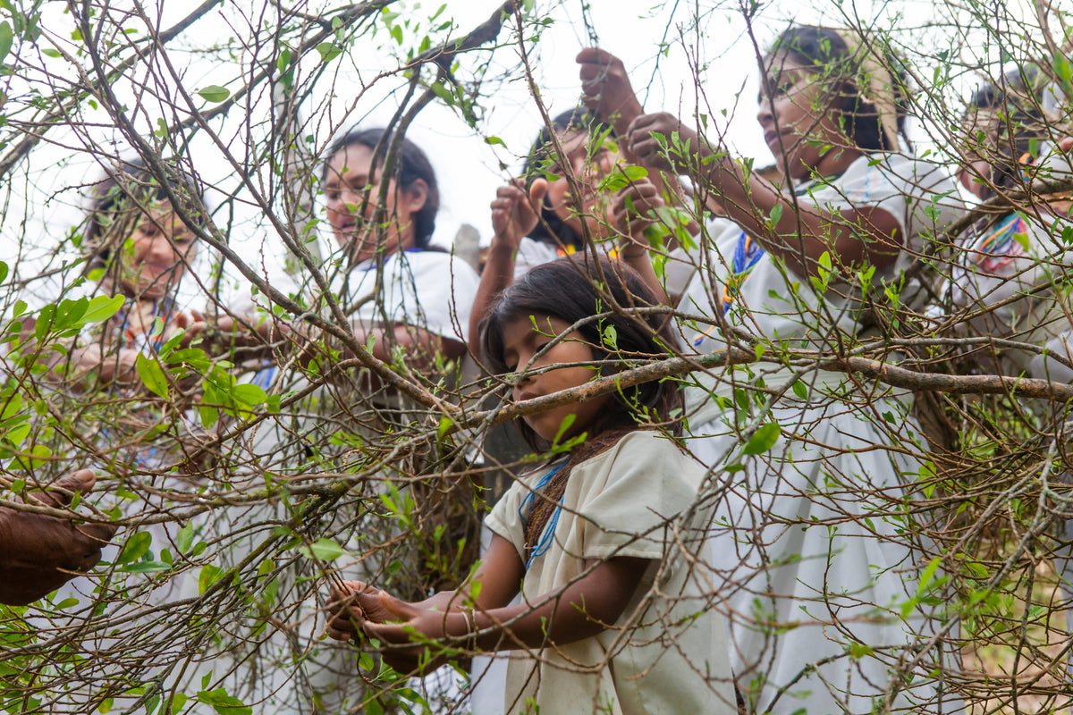 The power of women artisans: guardians of South American culture and biodiversity