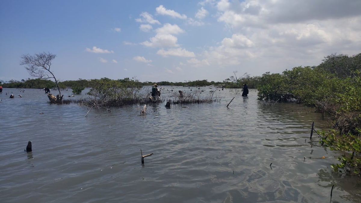Black Friday with a purpose: planting mangroves in La Guajira with Delzur