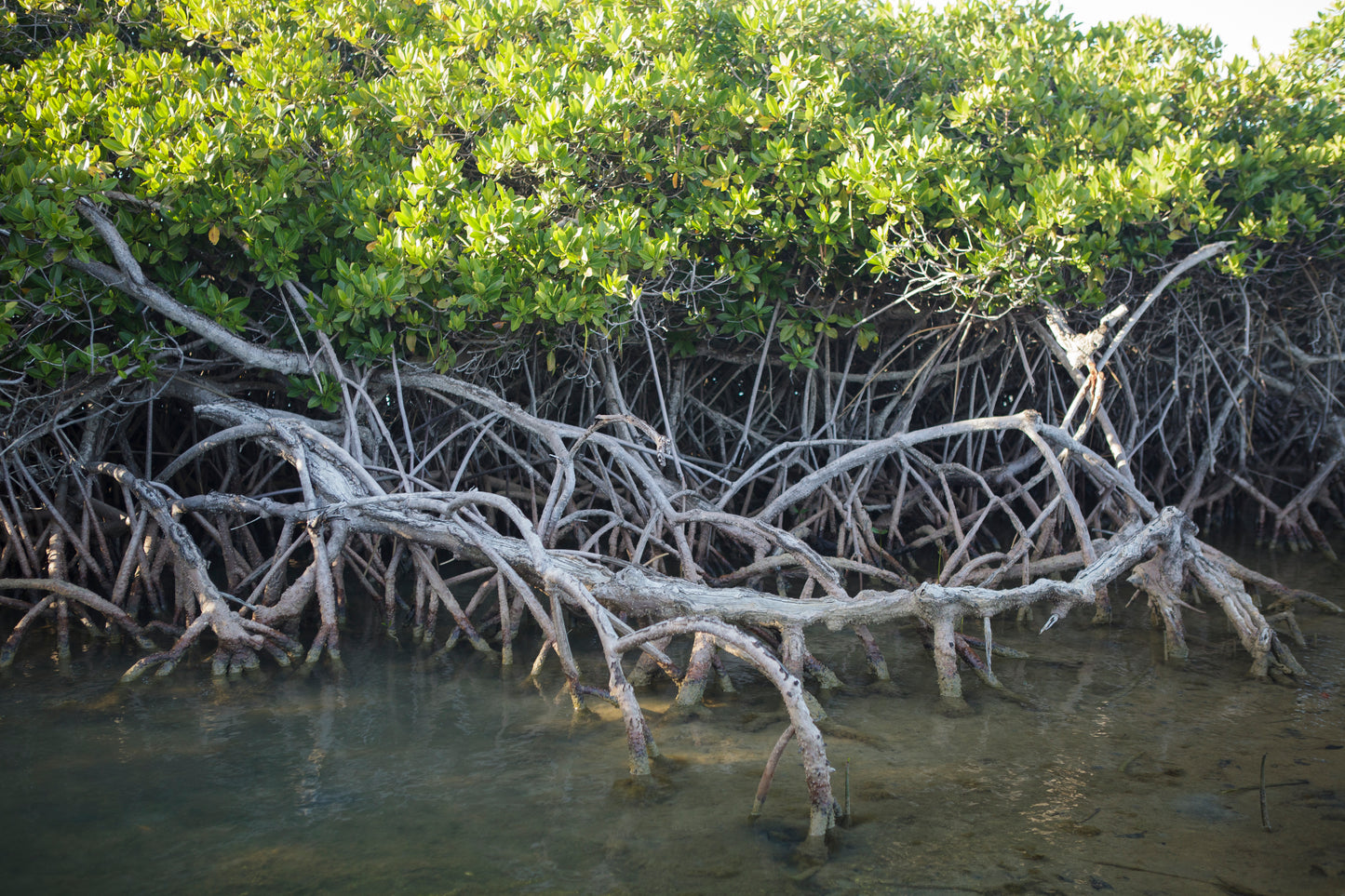 Mangrove Planting in Bahía Hondita