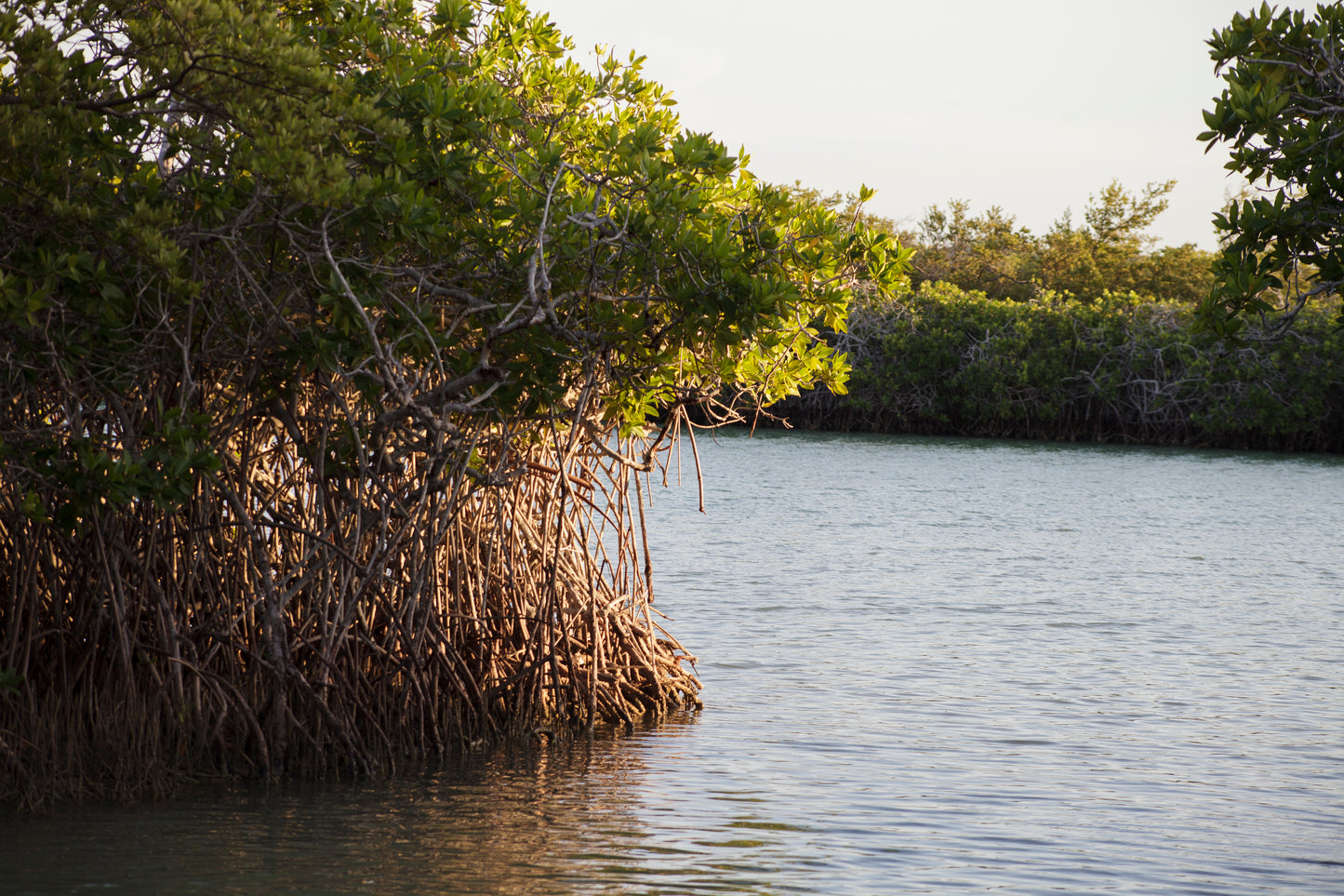 Mangrove Planting in Bahía Hondita