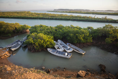 Mangrove Planting in Bahía Hondita